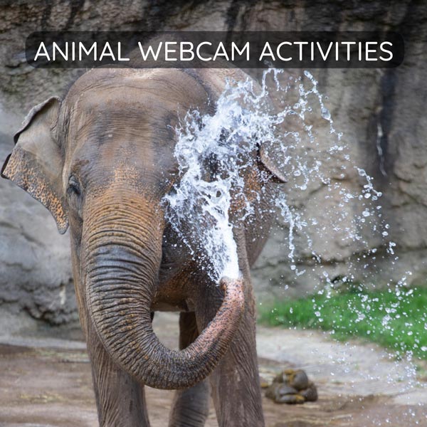 animal webcam activities